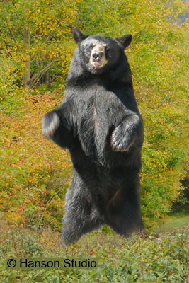 Bear Standing